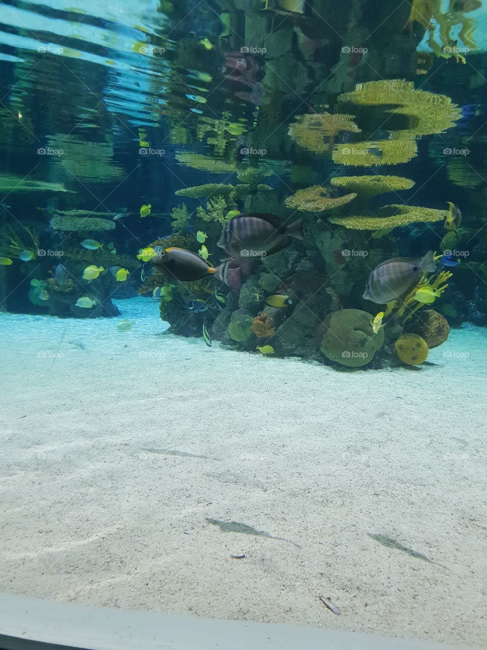 Scene of an artificial reef in an aquarium. The view is fantastic and fish can be seen around the reef.