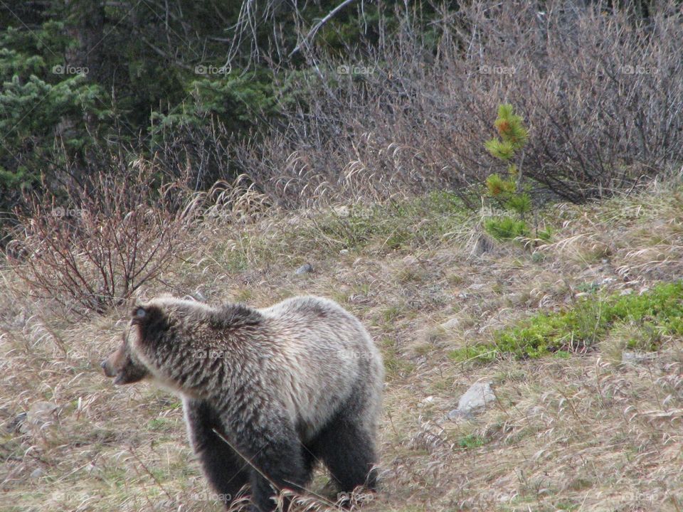 Grizzly bear strolling in the meadows