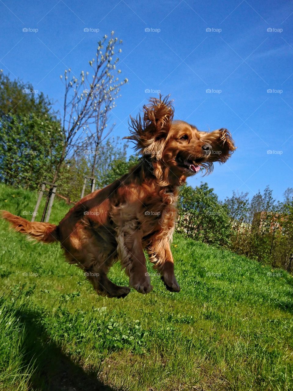 Flying dog