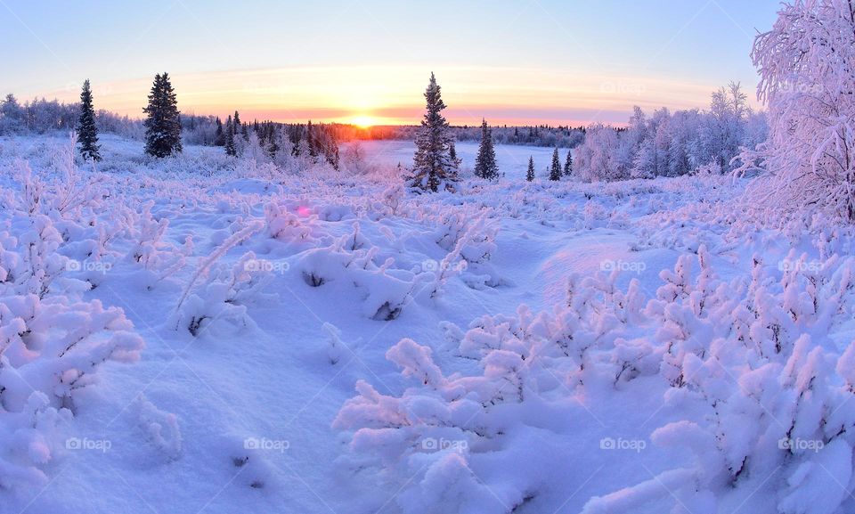 Winter day,frosty morning,winter silence,winter forest,frosty forest,frosty dawn,frosty sunset,winter dawn,Christmas trees in the snow,winter,frost,forest,evening,morning,winter sun