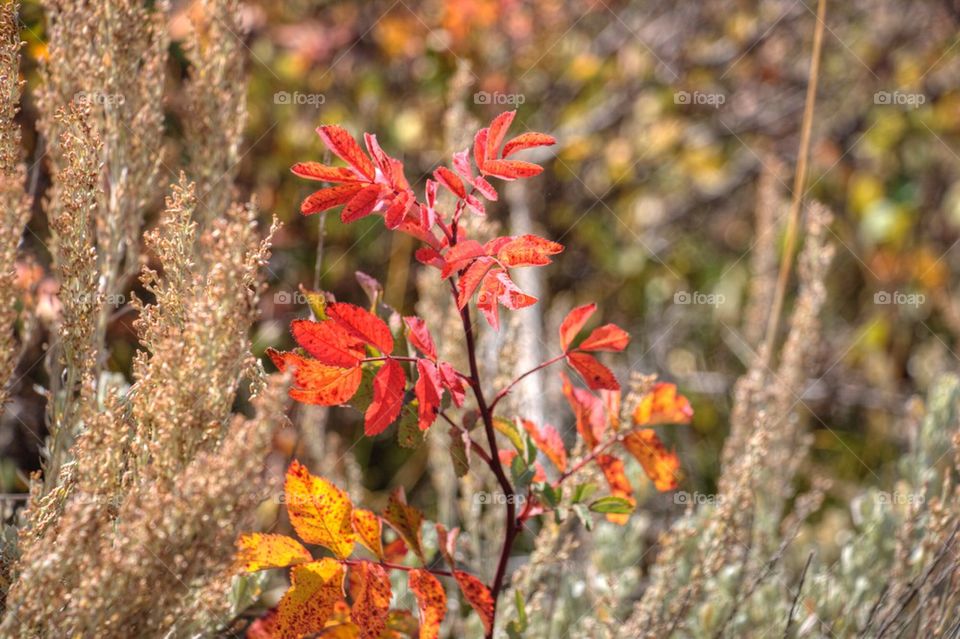 Aspens