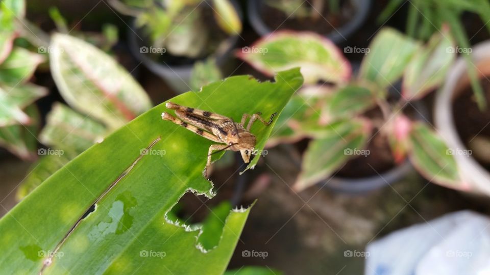 grasshopper on a leaf