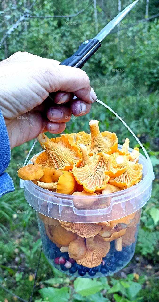 mushrooms summer food in the hand collection in the forest green background