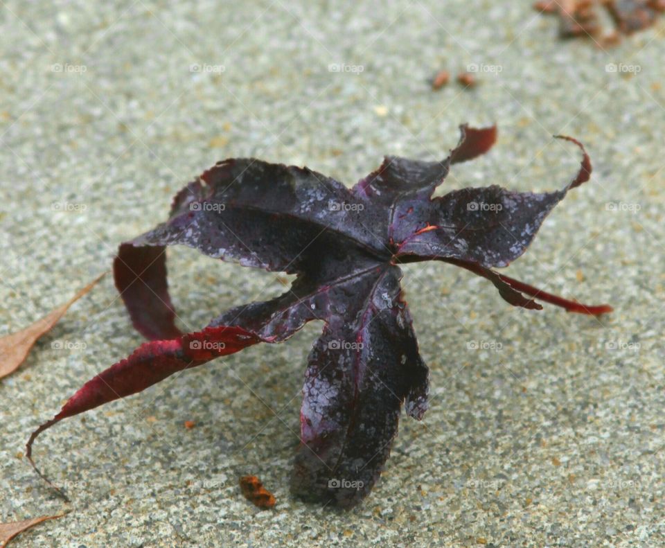 crawling leaf on concrete