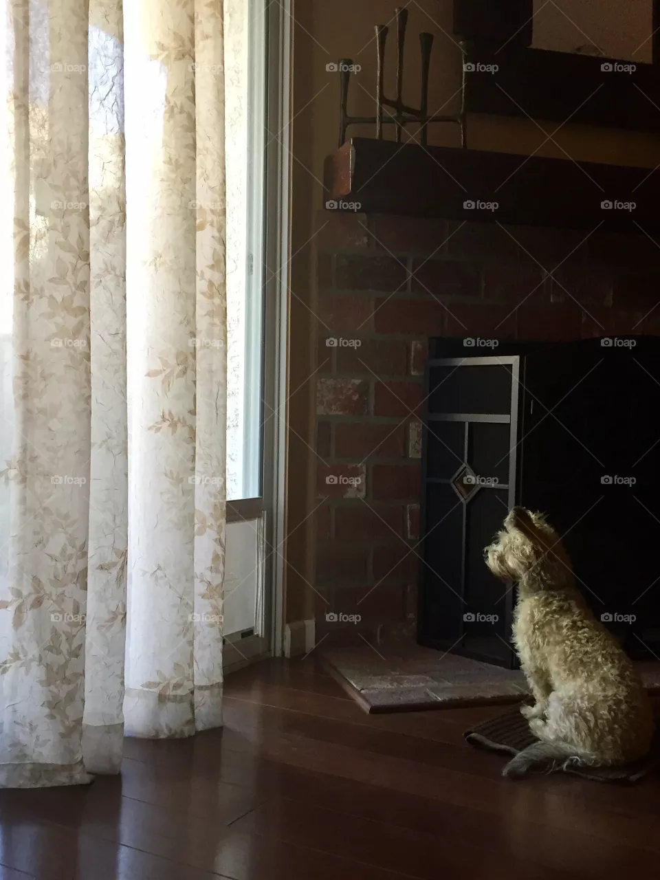Dog 