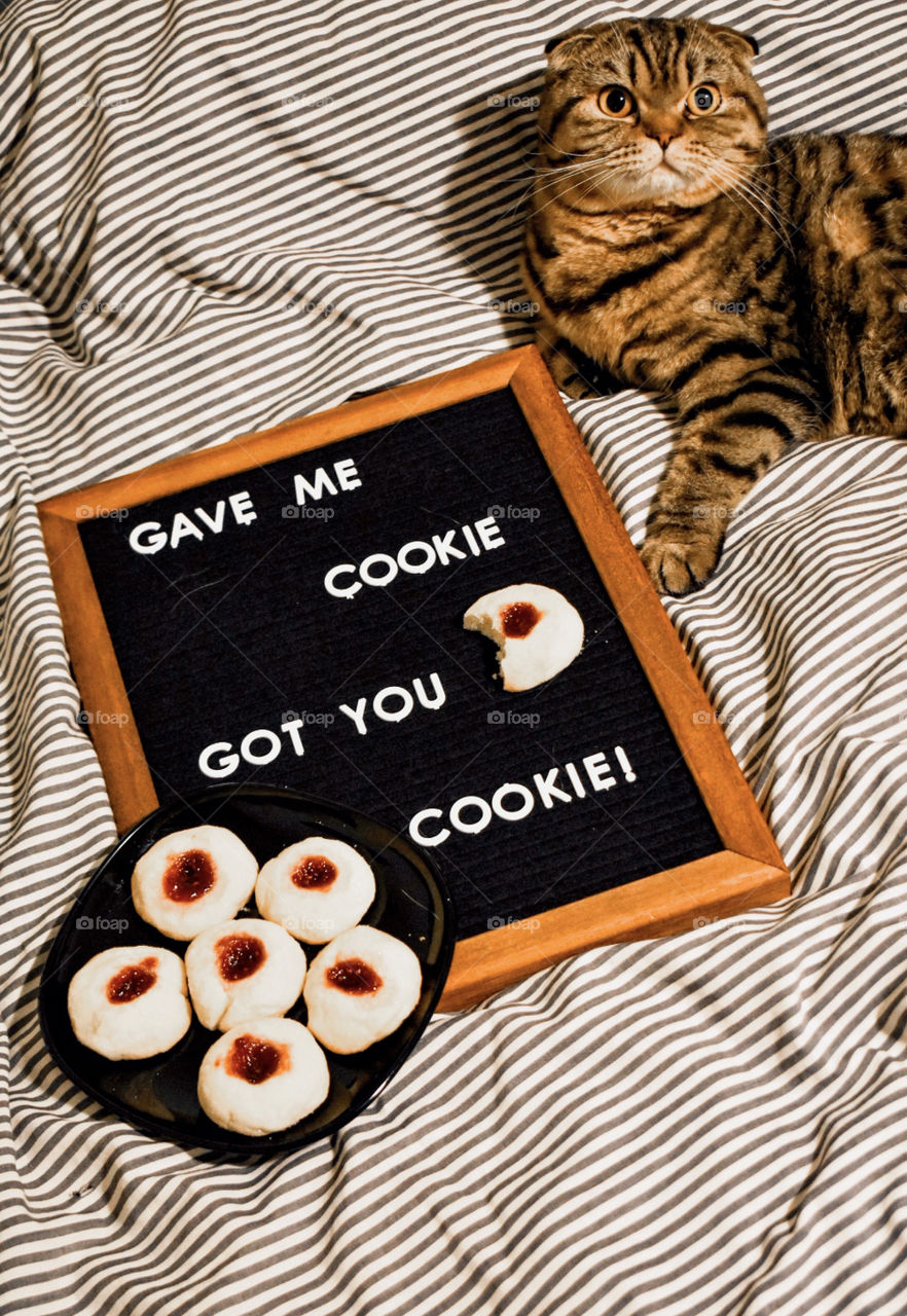 Cats of the USA VVVIII