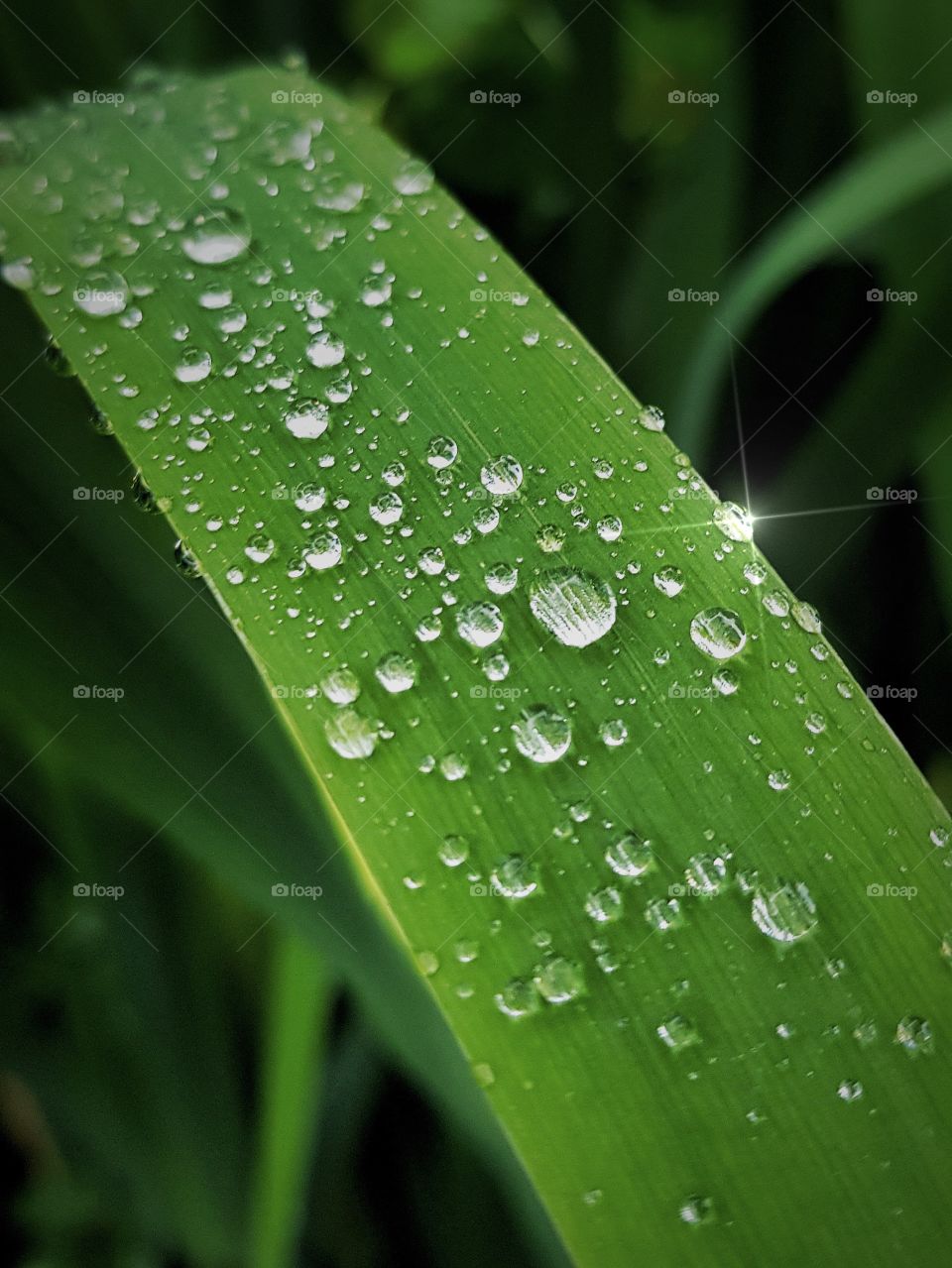 Water drops on grass