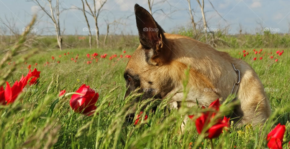 Dog and spring tulips