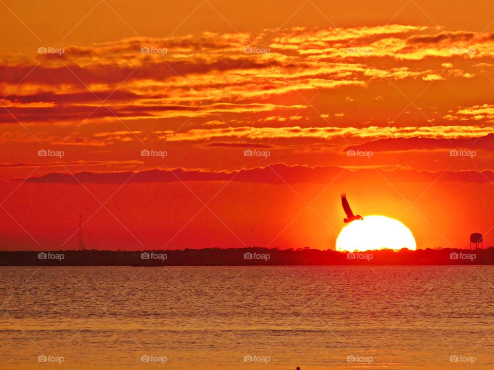 
Sunset vs Sunrise-bird in the sun, The Golden Hour offers plenty of opportunities for great photos, and the really beautiful thing is that it happens twice a day!  Most photographers agree that this time of day is THE best time to photograph the sun