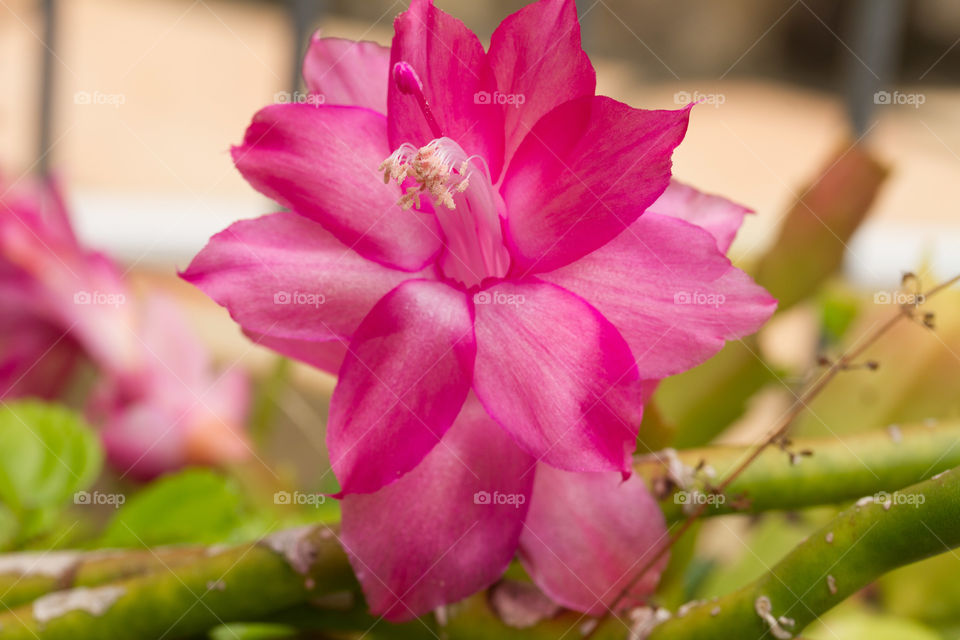 Pink Crab Claw Flower 