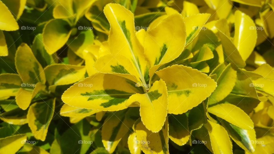 Shiney Yellow and Green Leaves