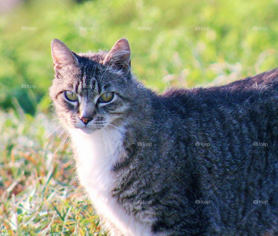 Summer Pets - grey tabby in a sunny meadow, gazing intently