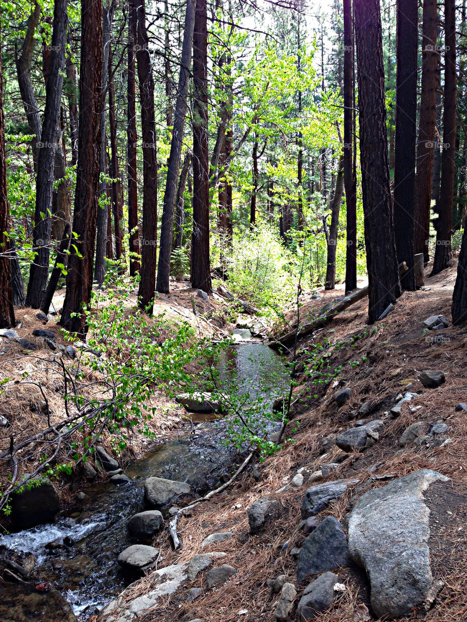 TRAIL THROUGH THE TREES