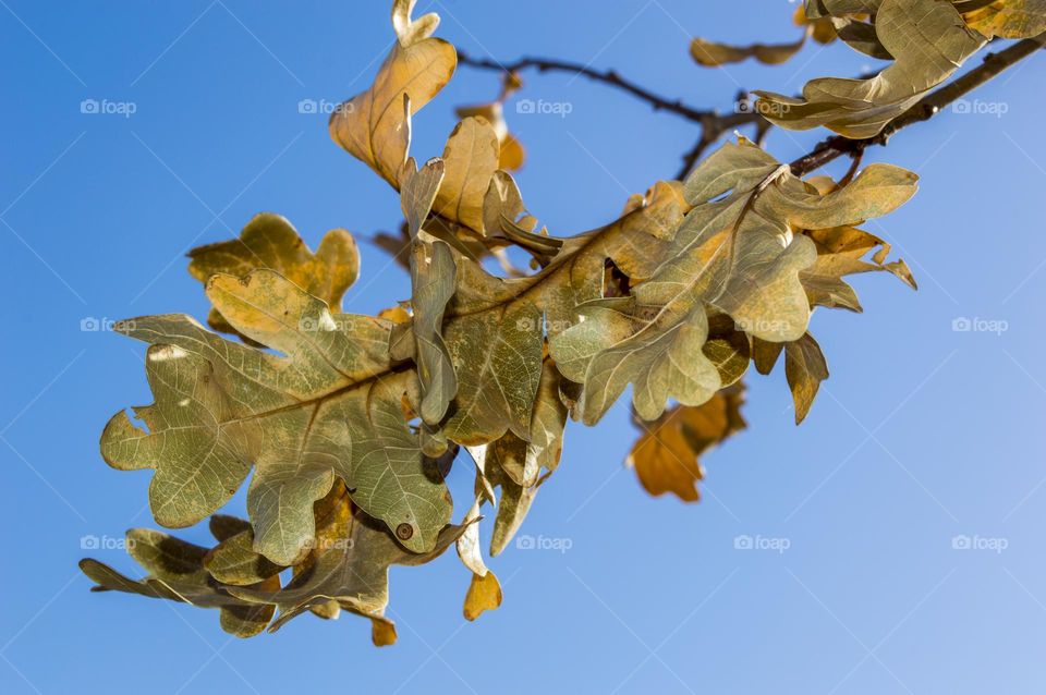 Oak leaves against a blue sky.