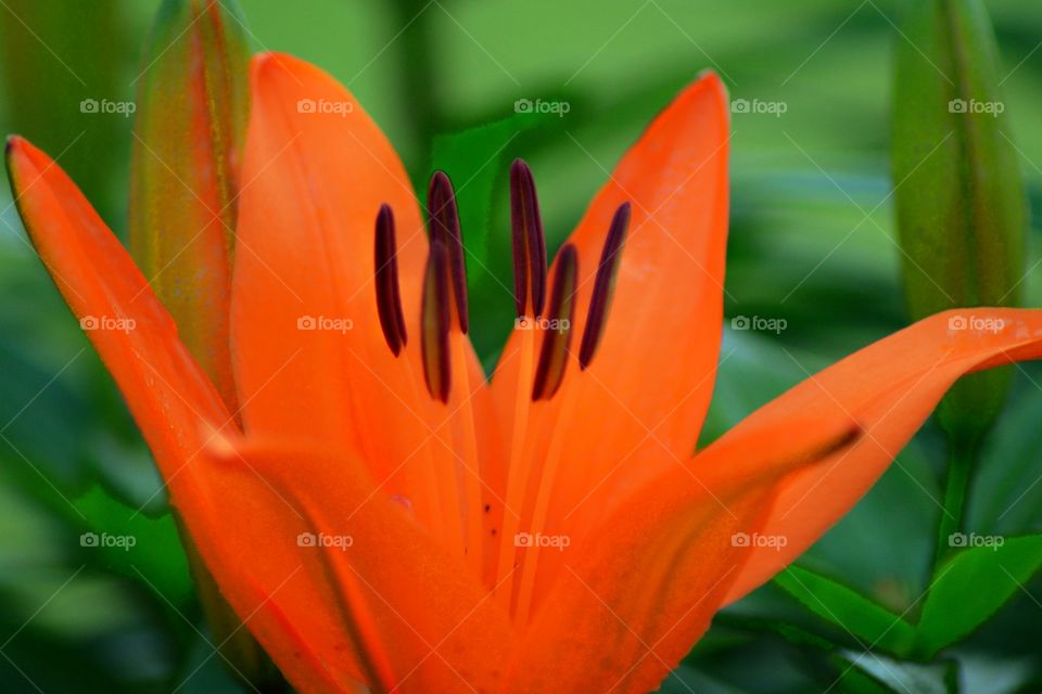 Tiger Lily in the Spring 