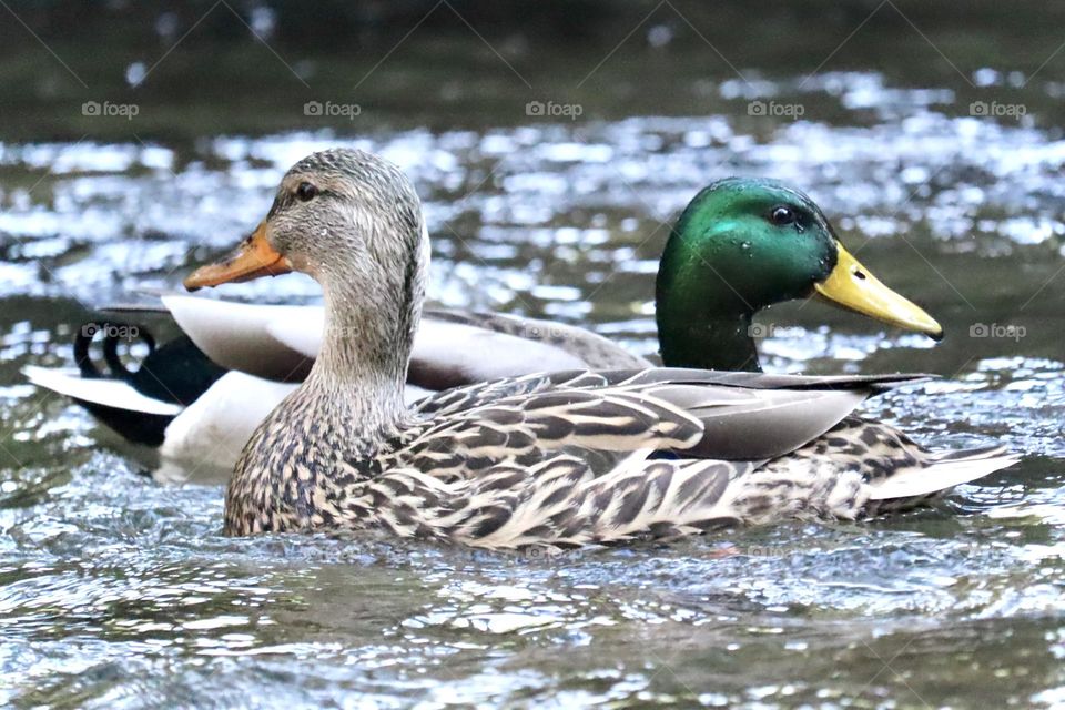 Two mallards swim side by side in a small creek, splashing and enjoying the fresh outdoors 