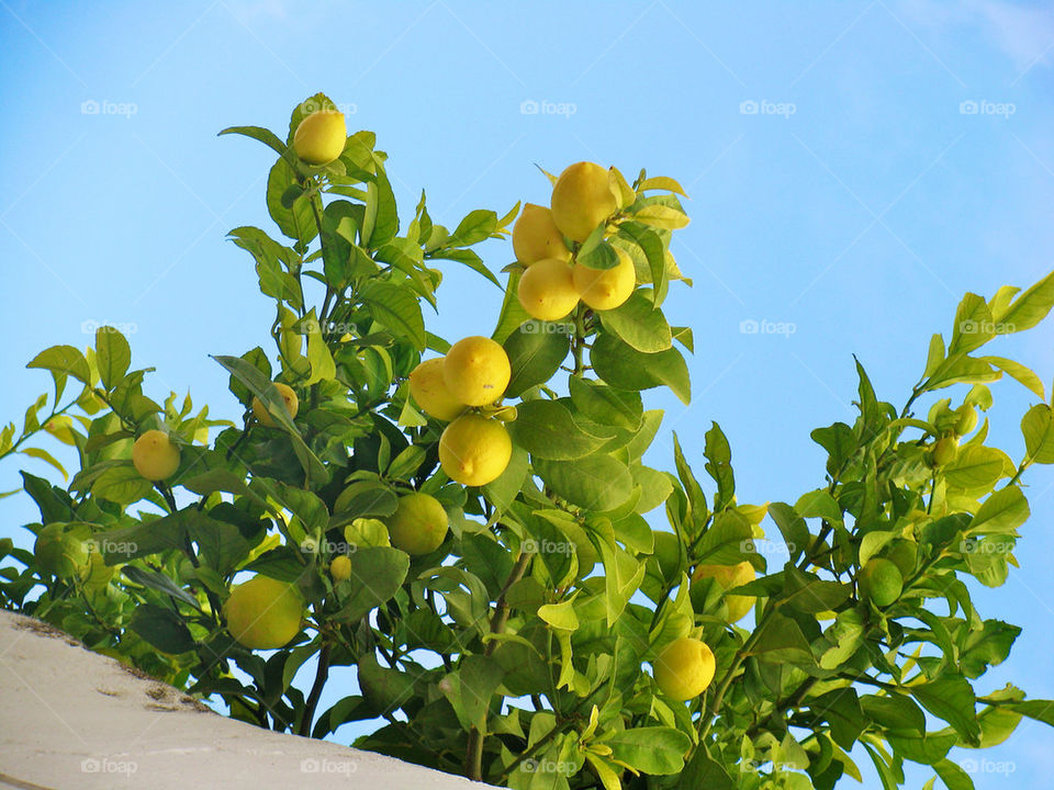 Low angle view of lemon tree