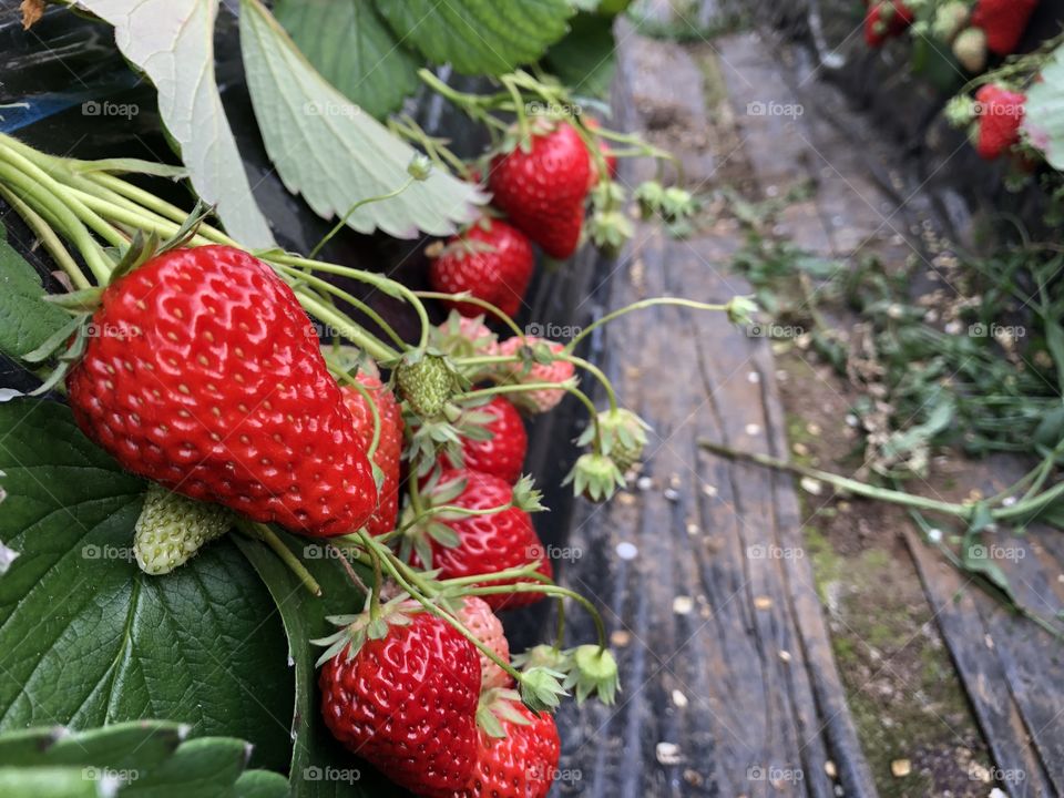 Strawberry in Chiba