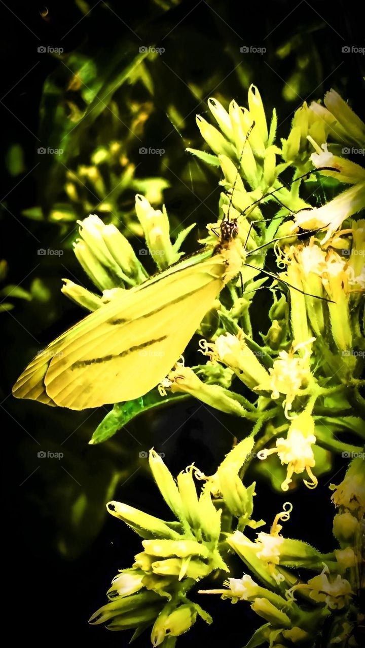 Yellow Butterfly