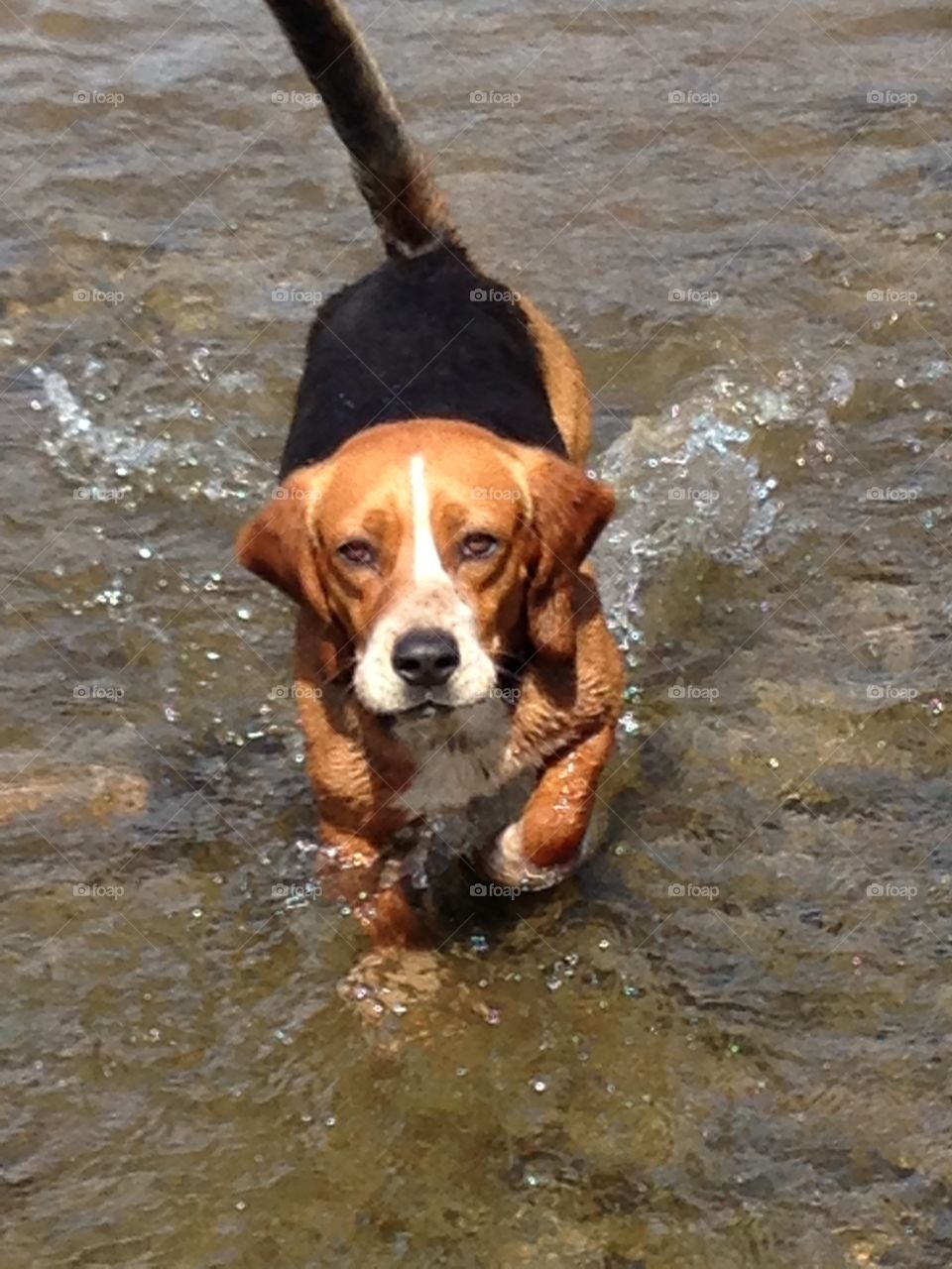 New River Beagle