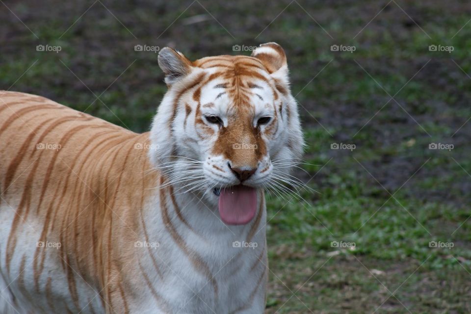 White Bengal Tiger