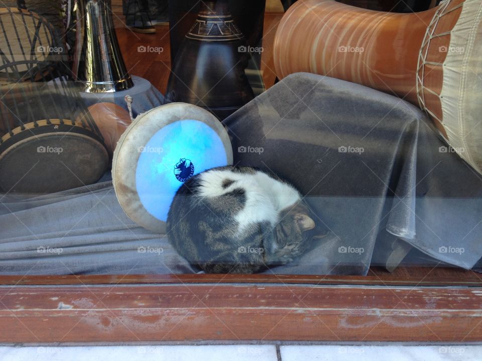 cat sleeping in the shop