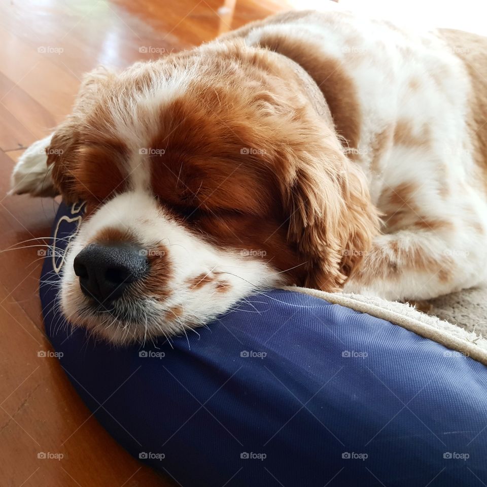 Sleeping King Charles Cavalier dog
