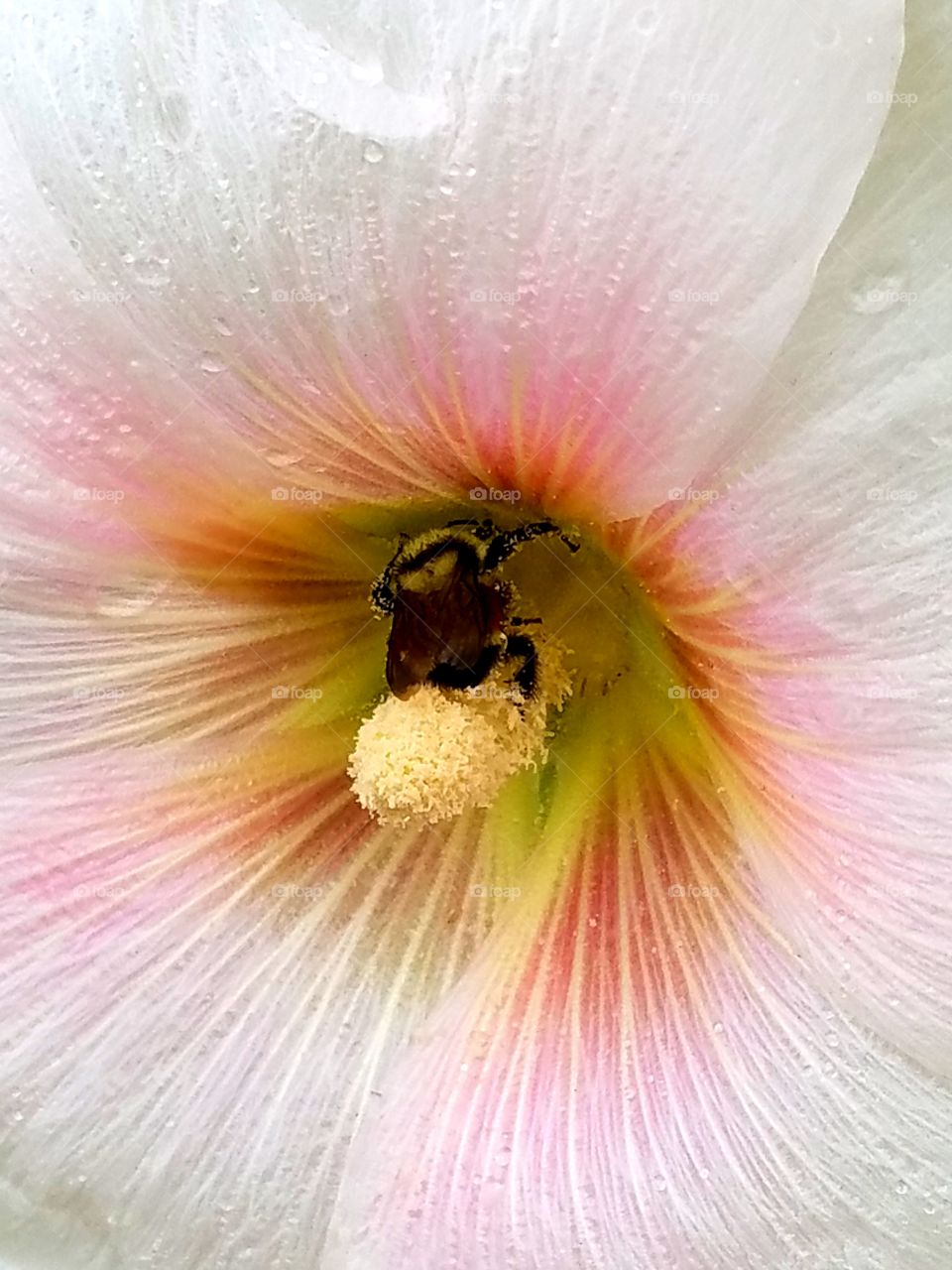 hibiscus pollination