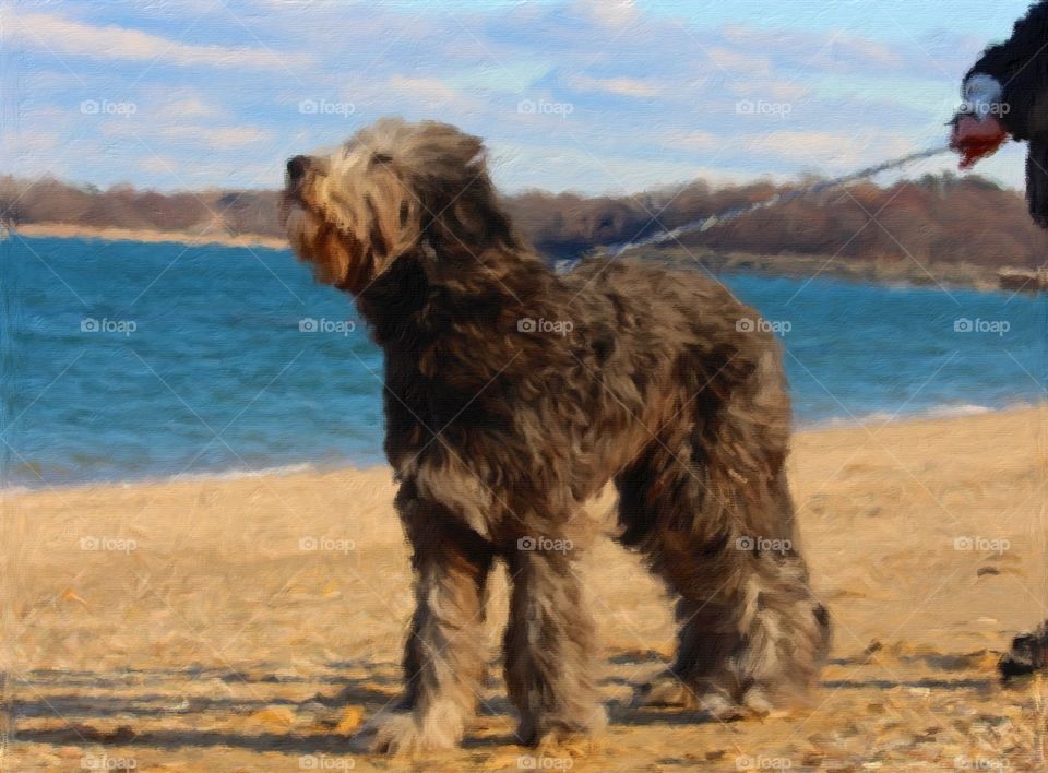 woofy on the beach. big furry woofy enjoying the breaze at the beach
long island