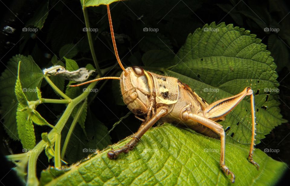 Grasshopper 