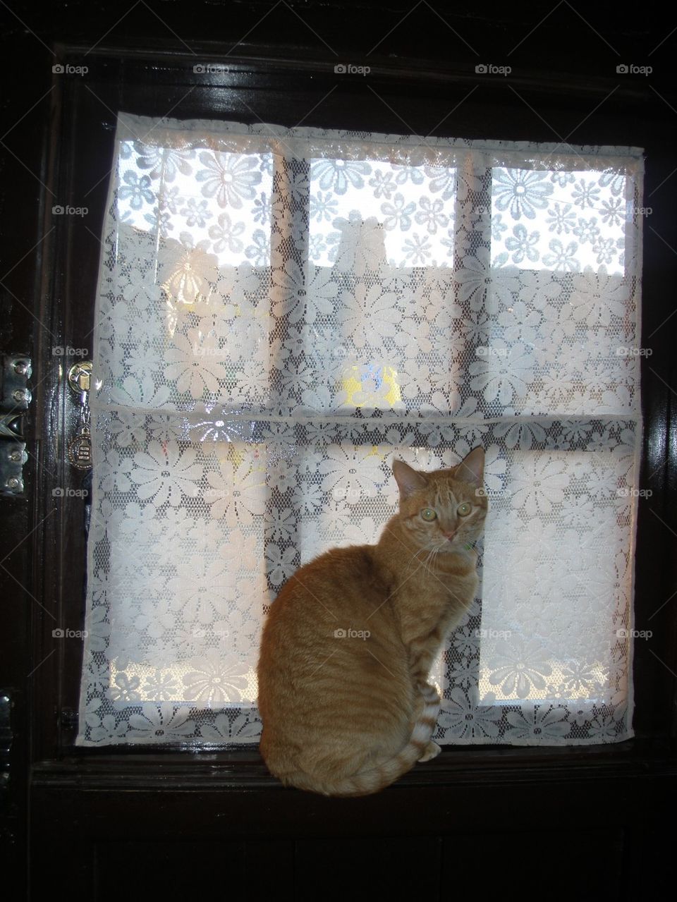 cat animal window door by iDavidHD