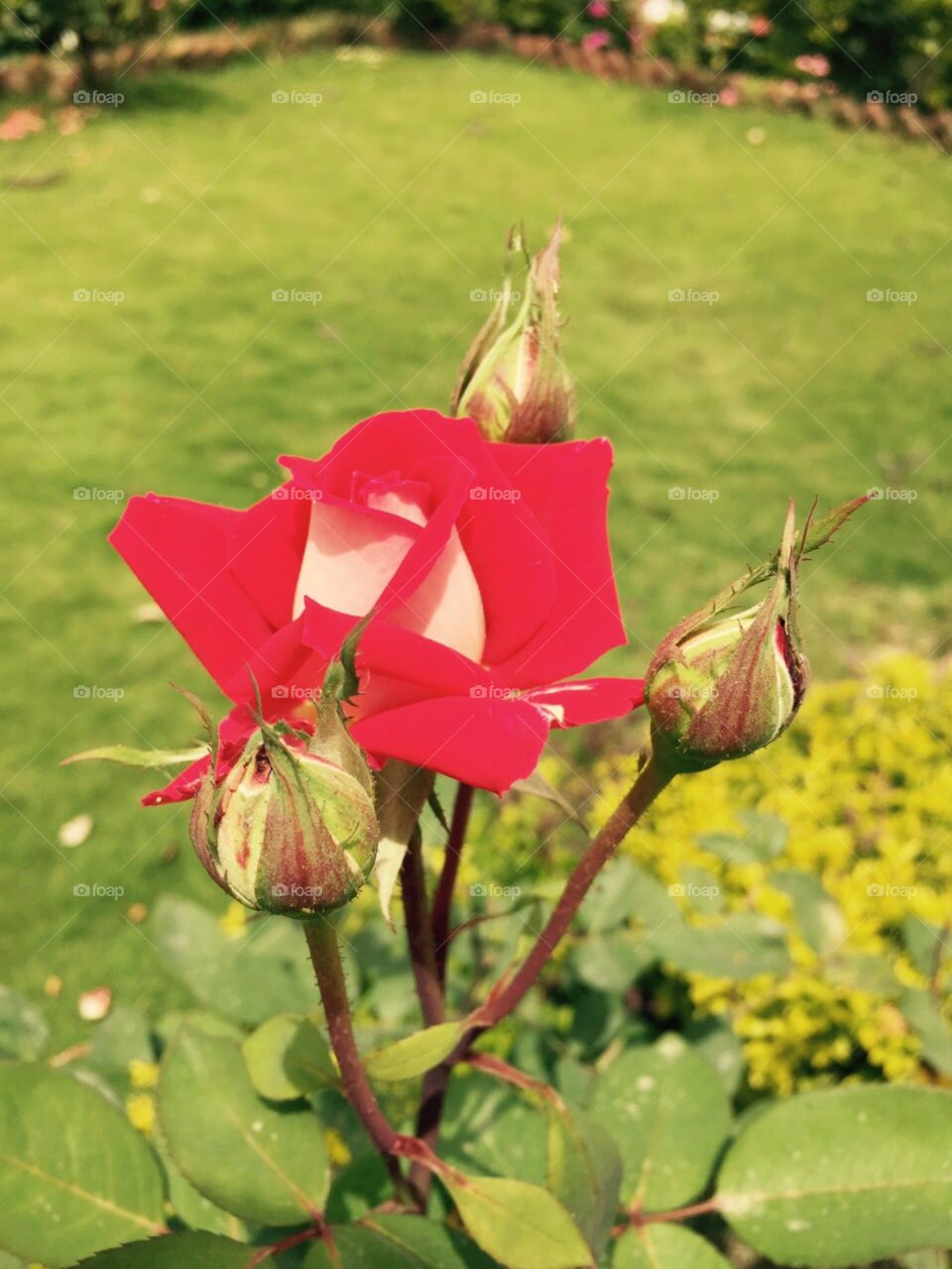 Bright red rose and buds