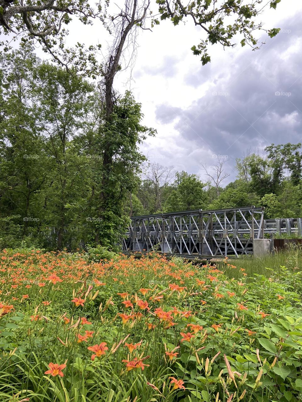 A field of green accented by bright orange day-lilies. Taken at Historic Walnford, a park and historic preservation site in Allentown, NJ, just before a rainstorm. 