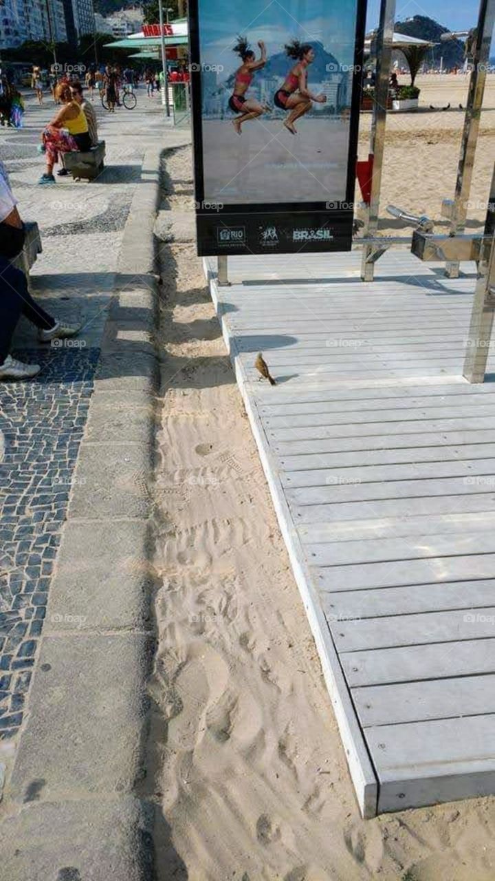 Copacabana Beach and a bird