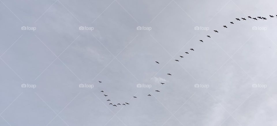 flying birds in autumn