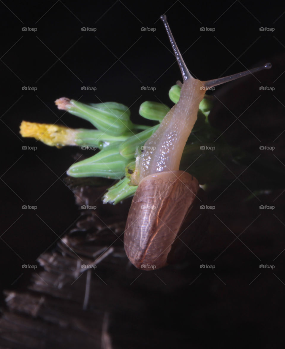 Snail exploring buds. Playing around with new external flash

