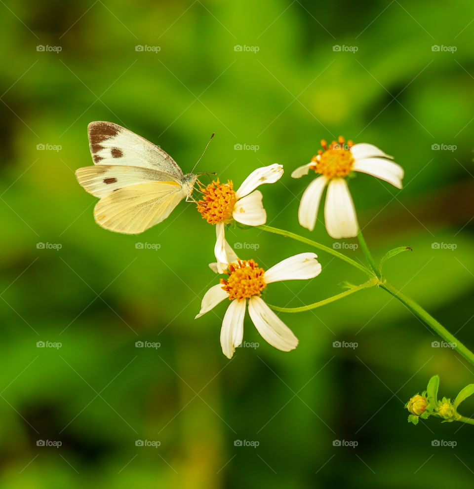 Three main Flowers of a wild Plants an example of a random foods of a Butterfly. 