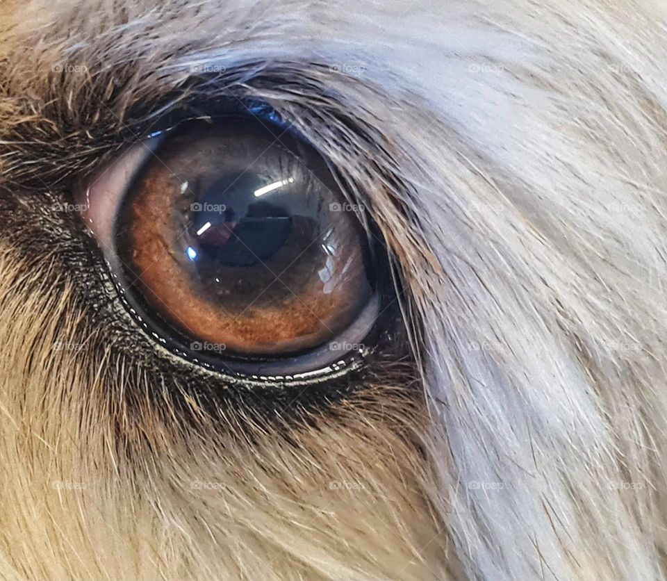 Love in the eyes of a dog