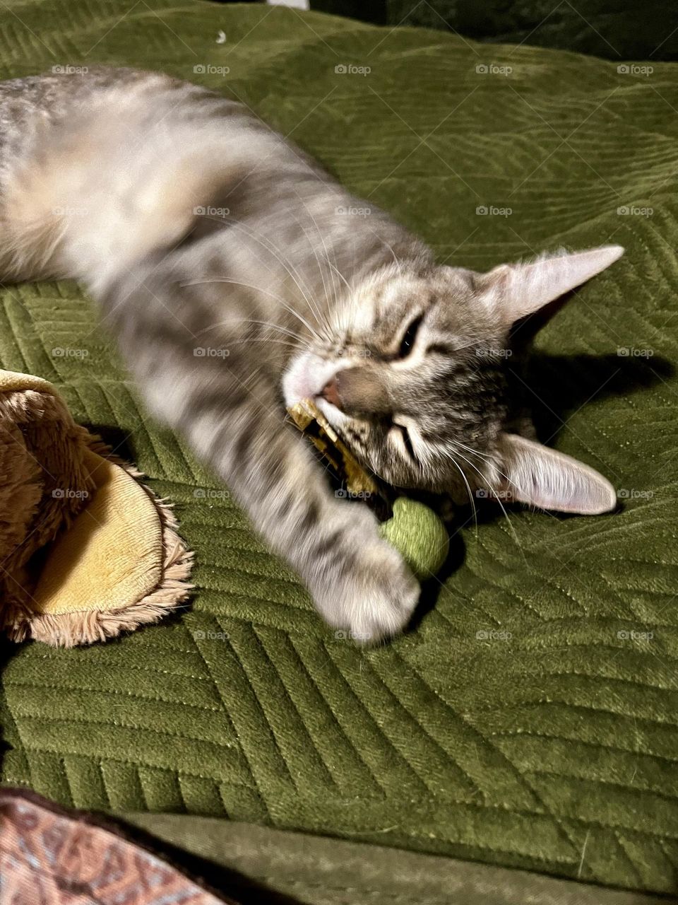 Luna in a verdant setting, a small flake of happiness frolics. Its soft, silky fur glistens in the sun, and its mischievous eyes reflect the joy of life. It plays, it jumps, it enjoys itself, and its joy is contagious.