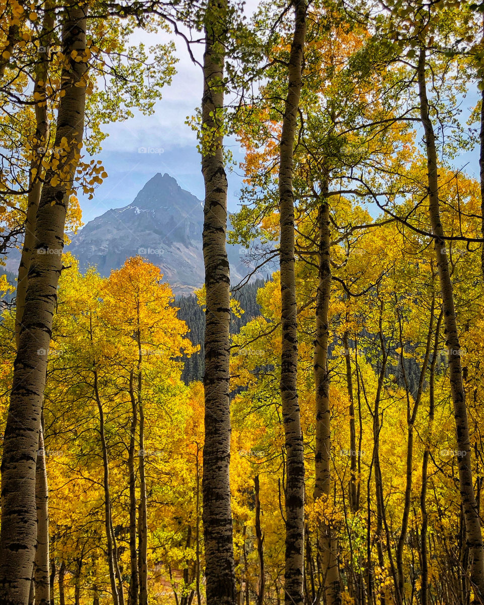 Autumn day, beautiful yellow aspen trees with mountain in background