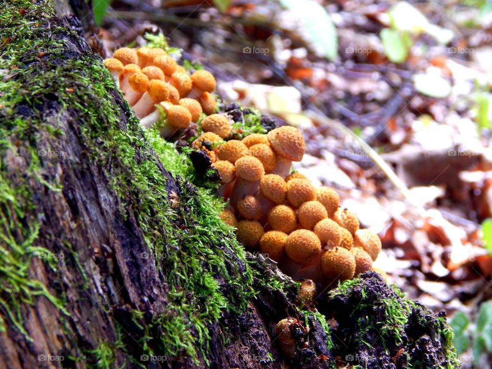 Small mushrooms