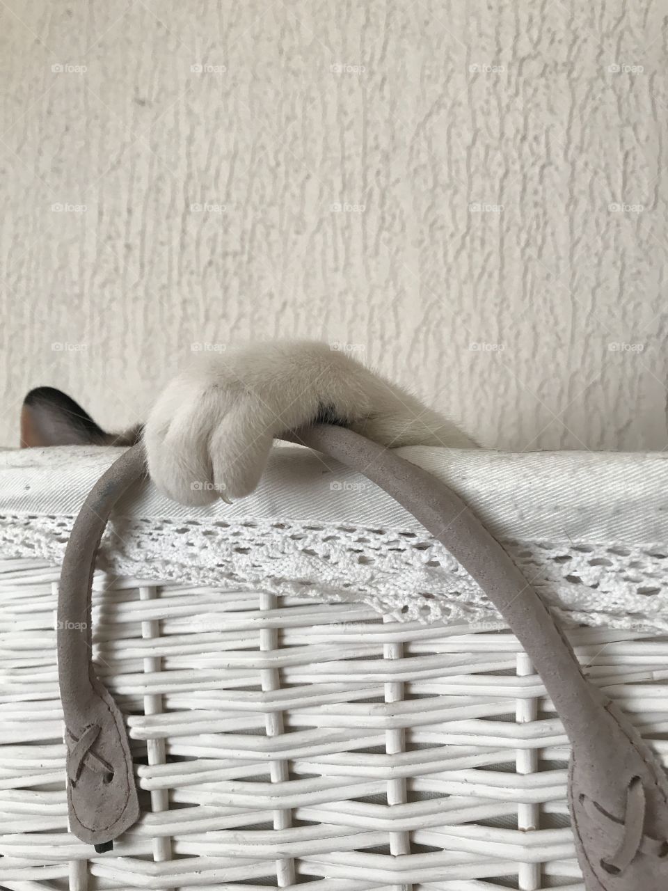 Tiny cat pow in a basket