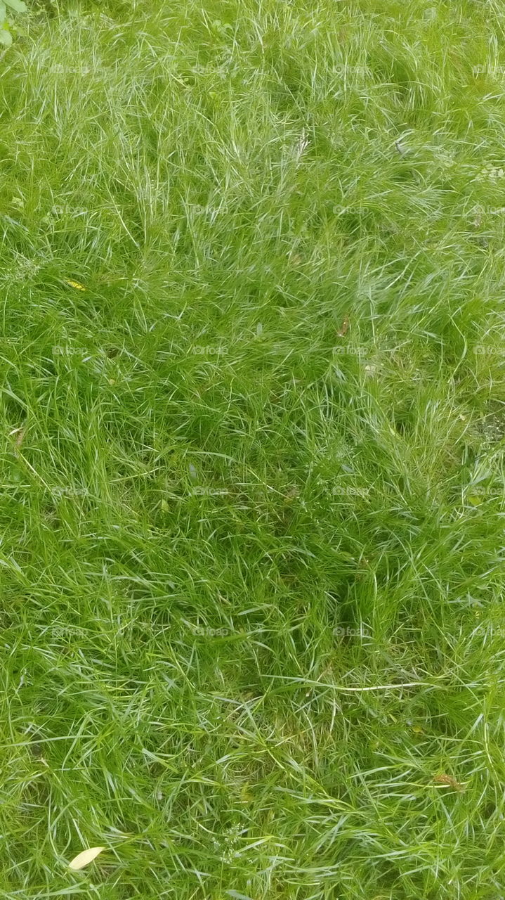 Nice green grass.