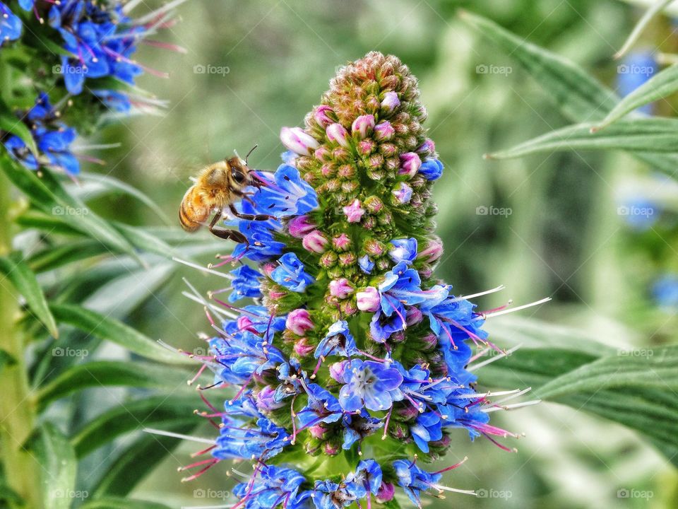 Bee on flower