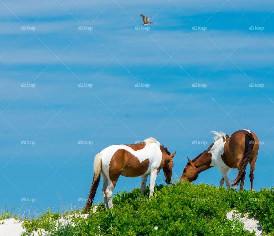 Wild Island Horses on the beach