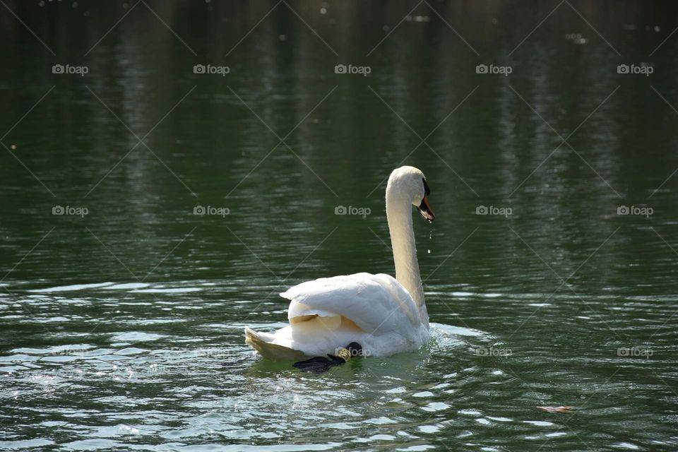 Swan