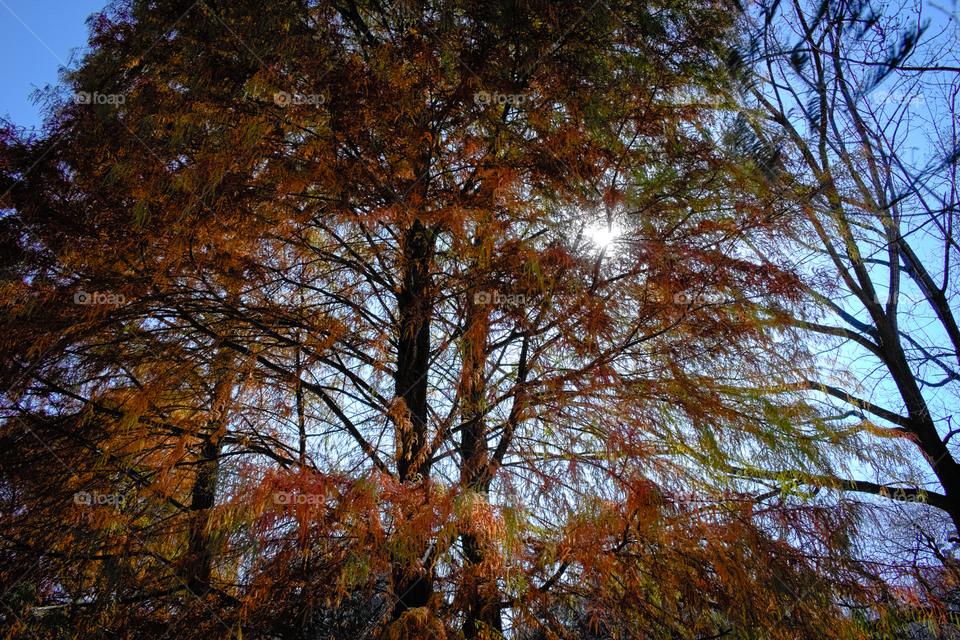 Golden tree explosion