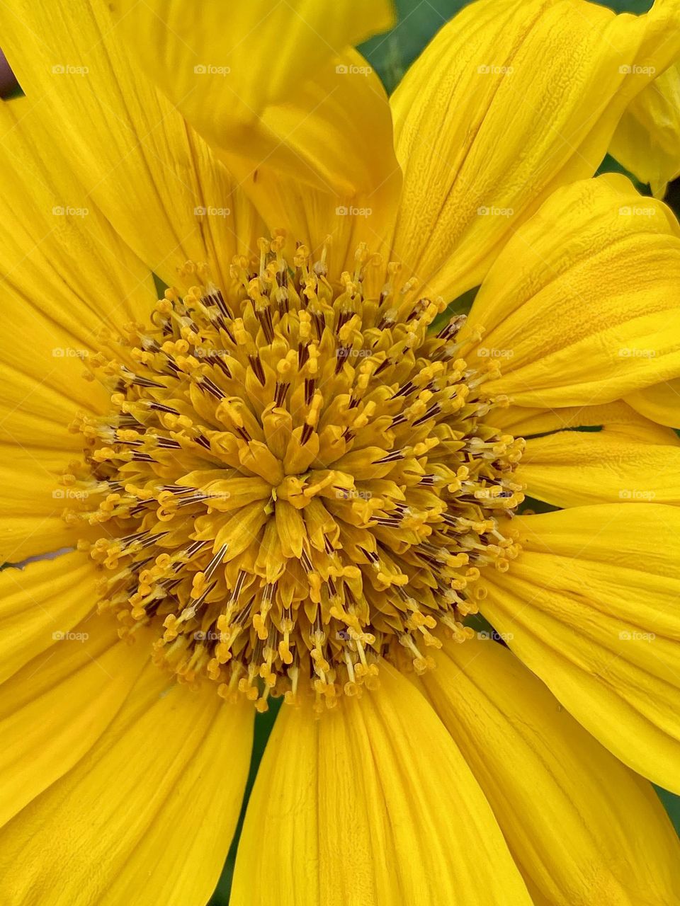 Close-up of a bright yellow flower