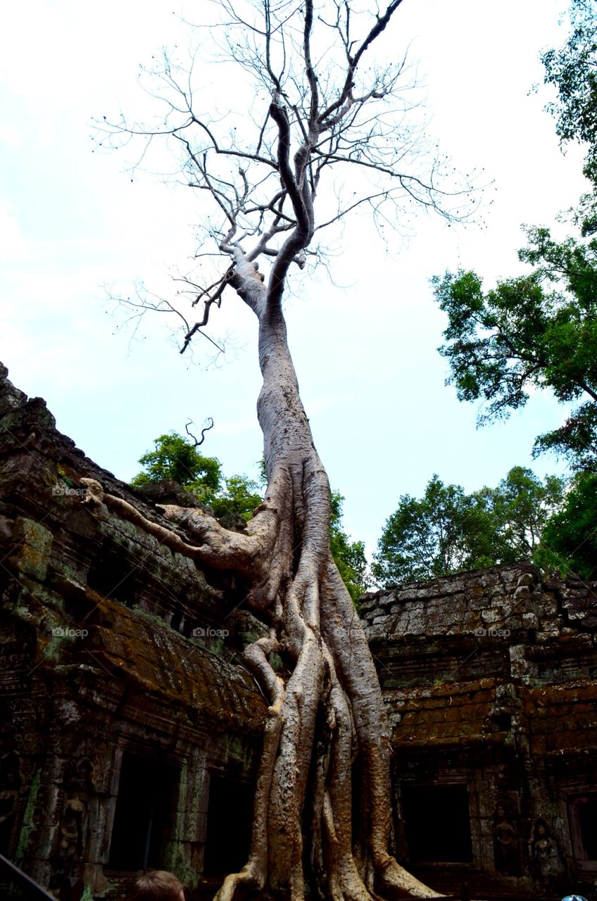 Giant trees @ Ta Prohm, Siem Reap
