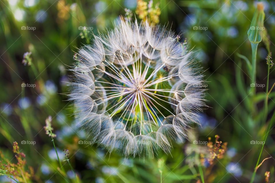 Goats Beard